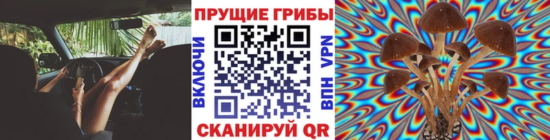 Псилоцибиновые грибы GOLDEN TEACHER Волгодонск